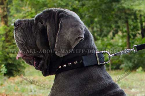 Mastino Napoletano leather collar with stainless buckle and D-ring