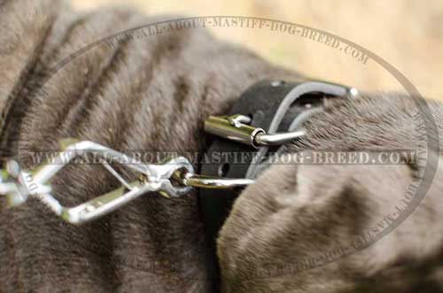 Mastino Napoletano leather collar with stainless buckle and D-ring