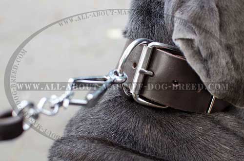 Mastino Napoletano leather collar with stainless buckle and D-ring