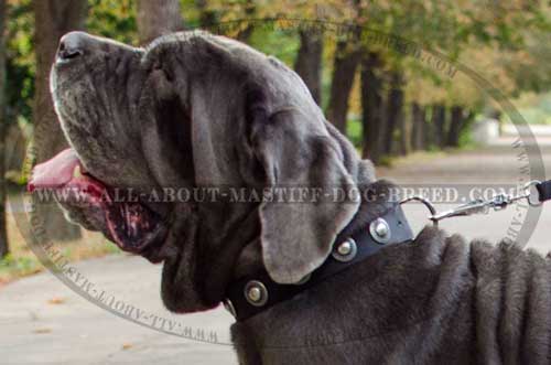 Weatherproof nylon Mastino Napoletano collar