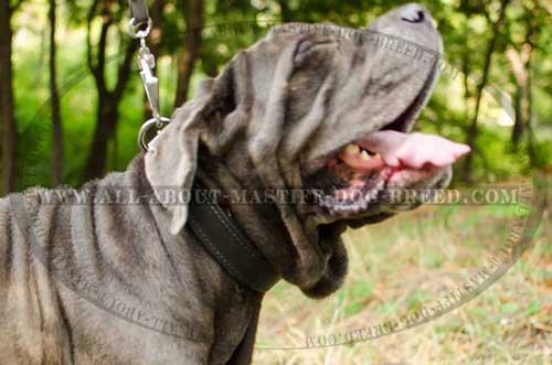 Mastino Napoletano walking leather collar