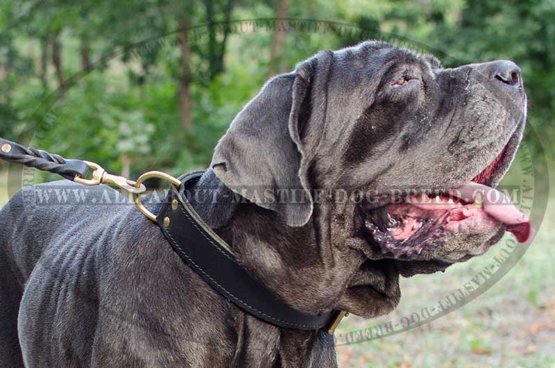 https://www.all-about-mastiff-dog-breed.com/images/collars/Mastino-Napoletano-walking-leather-collar-C33NH-big.jpg
