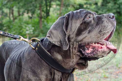 Stylish walking leather Mastino Napoletano collar