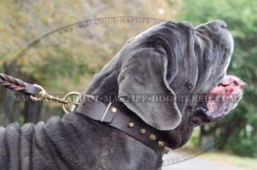 Mastino Napoletano leather collar for everyday use