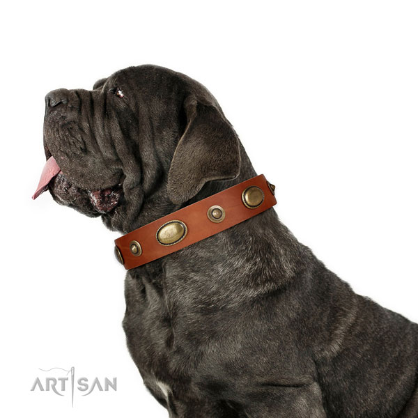 Everyday walking dog collar of genuine leather with impressive adornments