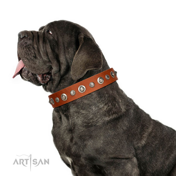 Best quality leather dog collar with significant adornments