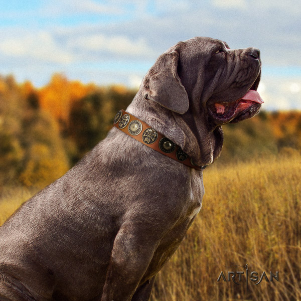 Mastino Neapoletano exceptional decorated full grain leather dog collar for everyday walking