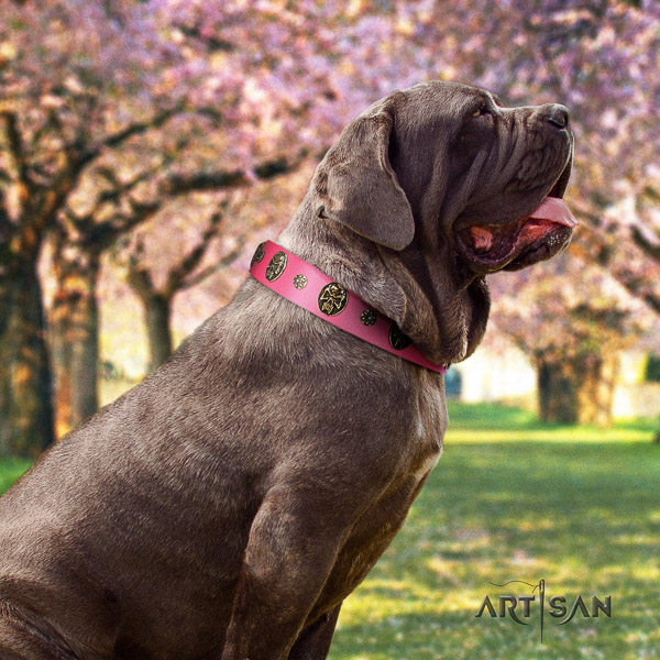 Mastino Neapoletano significant adorned genuine leather dog collar for walking