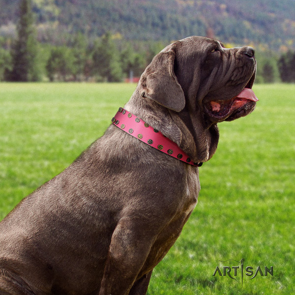 Mastino Neapoletano unique studded full grain genuine leather dog collar for everyday walking