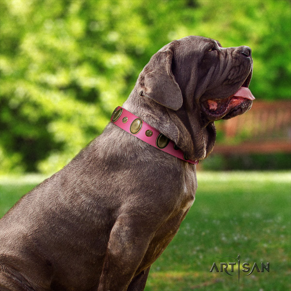 Mastino Neapoletano significant decorated full grain natural leather dog collar for everyday walking