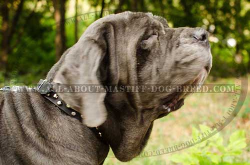 Non-stretching leather Mastino Neapolitano collar