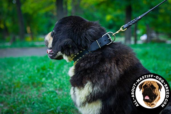 Spiked Mastiff collar made of natural leather