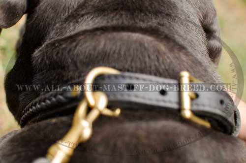 Reliable leather dog collar with brass hardware