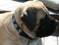 Mastiff Leather Dog Collar with Blue Stones - Designer Collar Mastiff Leather Dog Collar with Blue Stones - Designer Collar