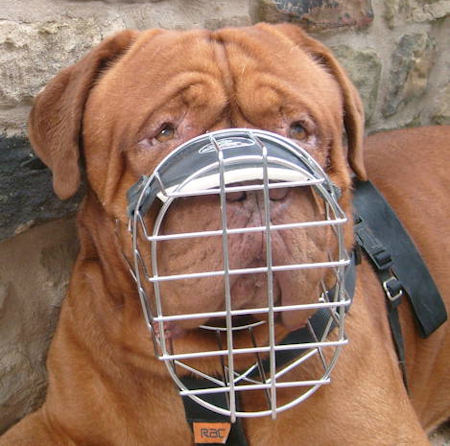 mastiff muzzle