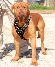 Fabulous studded leather harness for French Mastiff