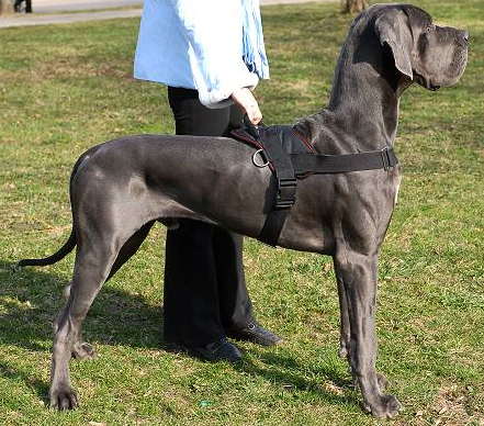 Extra Lightweight Nylon German Mastiff Harness for Tracking/Pulling