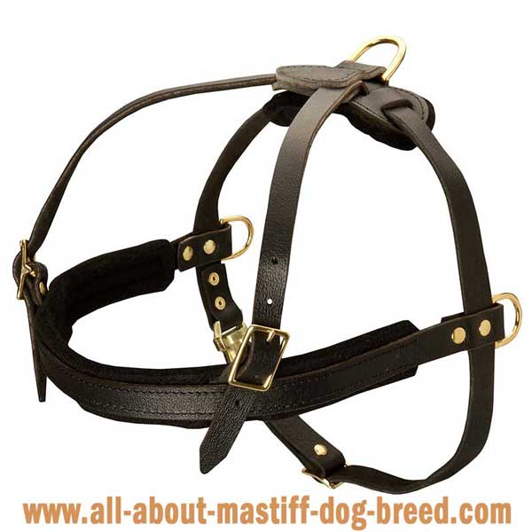  Comfy Alpine Mastiff leather harness 
