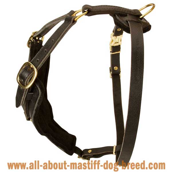 American Bandogge harness for different kinds of training