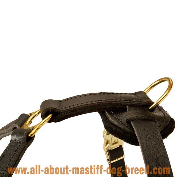 Practical leather harness with tough hardware