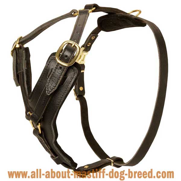 Argentinian Mastiff harness with Y-shaped chest plate