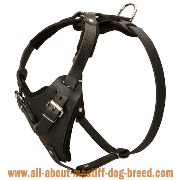 Boerboel Mastiff Leather Harnesh for Agitation Training