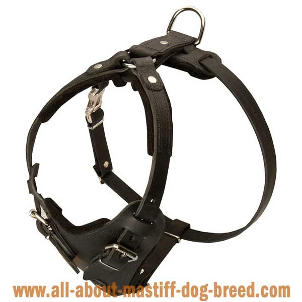 Boerboel Mastiff Leather Harness Felt Padded