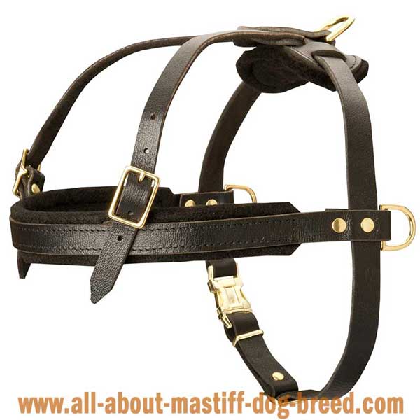 Easy fitting leather Boerboel Mastiff harness