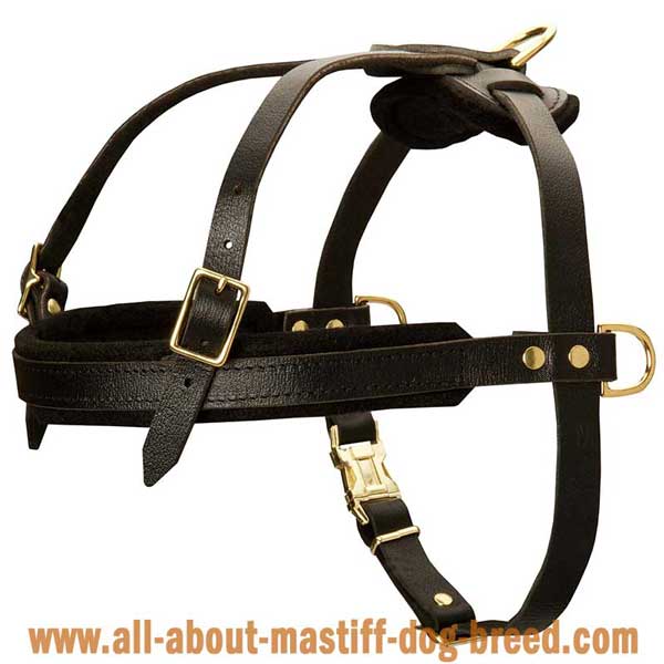 Comfortable Brazilian Mastiff leather harness with soft padding