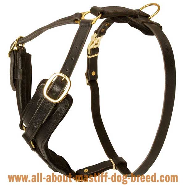 Easy adjustable Bullmastiff harness with strong straps 