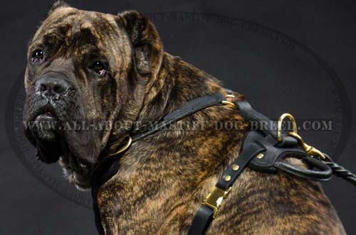 Cane Corso Leather Harness for Better Control