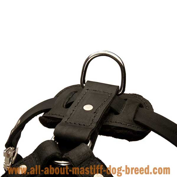 Cane Corso Leather Harness with Rust Resistant Hardware