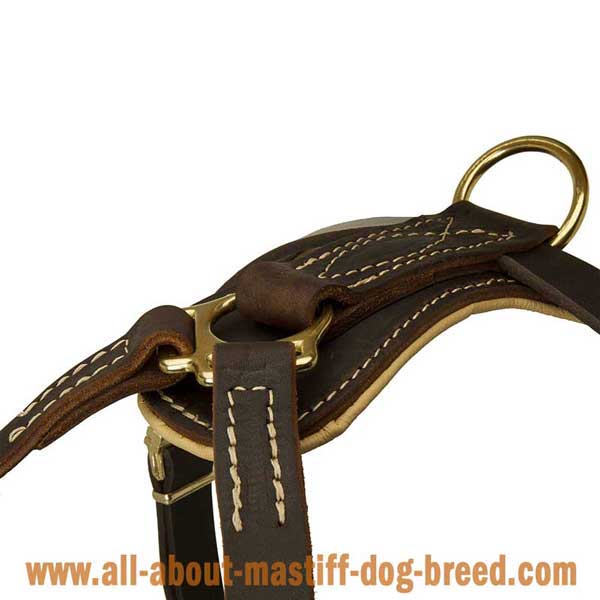 Cane Corso Leather Harness with Rust Resistant Hardware