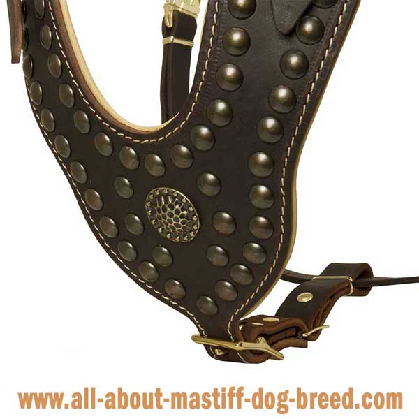 Cane Corso Leather Harness with Brass Studs and Brooch