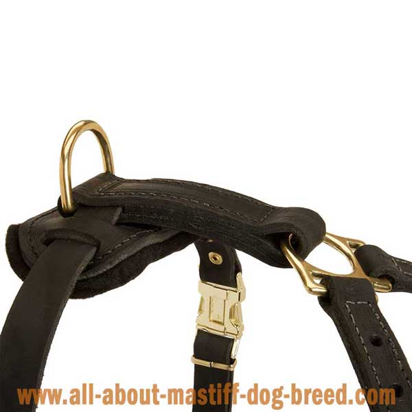 Cane Corso Mastiff Dog Harness Leather with Durable Brass Hardware