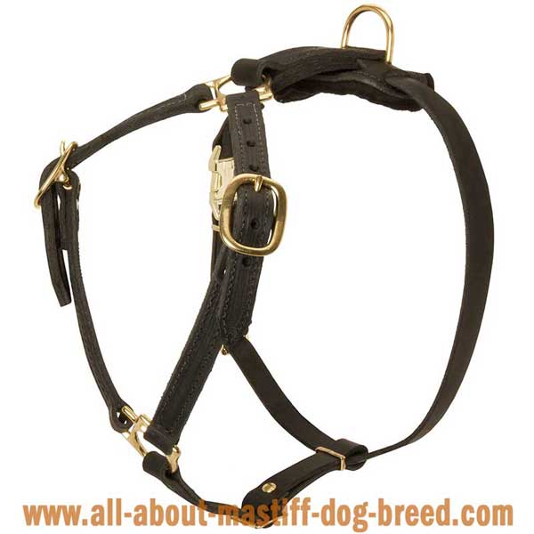 Cane Corso Mastiff Dog Harness Leather with 4 Adjustable  Straps