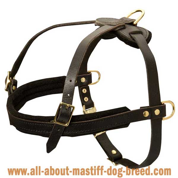  Cane Corso leather harness with soft supple straps