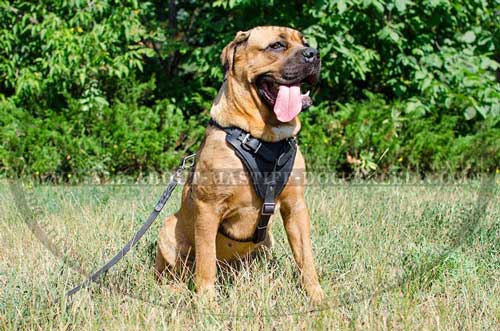 Cane Corso Leather Harness for Training Activities