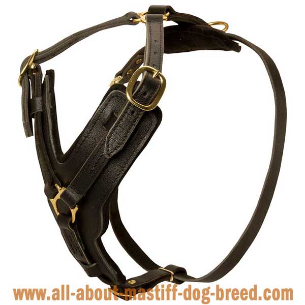 Leather Cane Corso harness with padded Y-shaped chest  plate