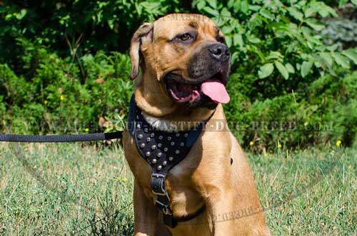 Stylish Cane Corso leather harness for walking