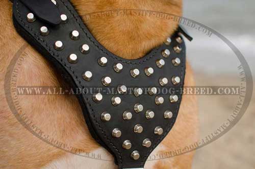 Y-shaped leather dog harness with pyramids