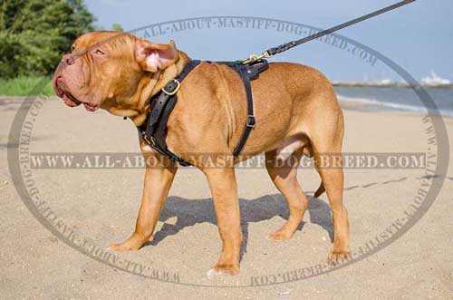 Comfy Leather Dogue de Bordeaux Harness with Y-Shaped Chest Plate