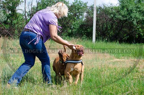 Non-stretching nylon harness for Dogue De Bordeaux 