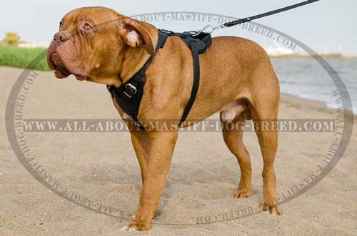 French Mastiff Leather Harness for splendid walking