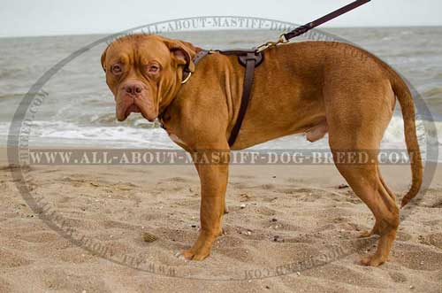 Dogue-de-Bordeaux harness with non-restrictive design