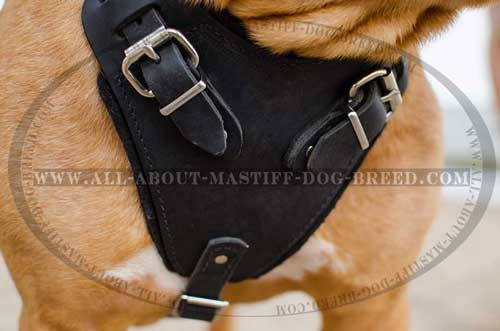 Dogue de Bordeaux harness with wide chest plate for attack training