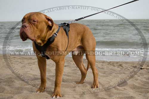 Dogue-de-Bordeaux super strong harness for agitation training