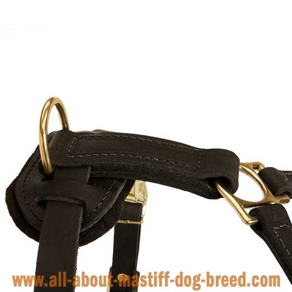 English Mastiff Dog Harness Leather with Strong Brass Fittings