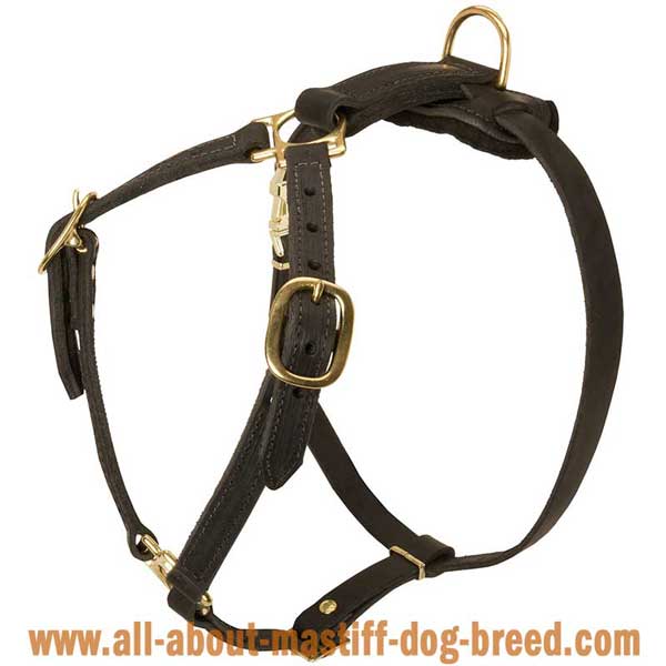 English Mastiff Dog Harness Made of Leather with 4 Adjustable  Straps