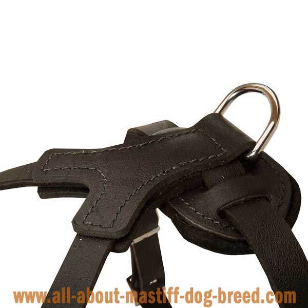 Non-Toxic Leather Harness for English Mastiff